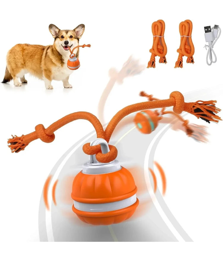 Toys & Enrichment