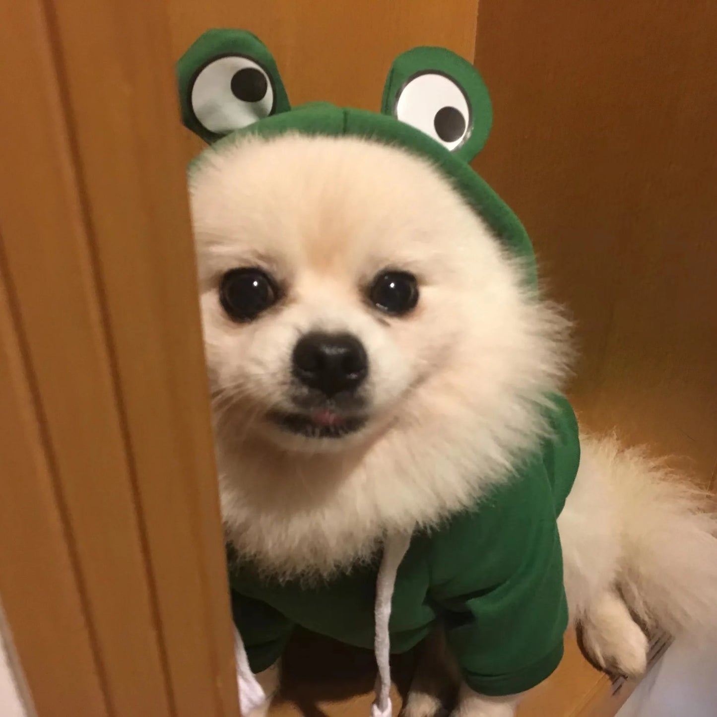 Pet Hoodies - Frog